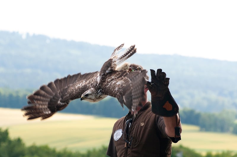 Griffin allies