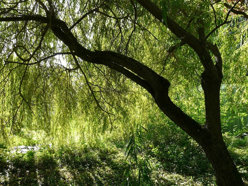 Enchanted Weeping Willow